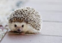 Jak wiercić dziury na kolki?