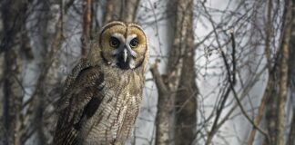 Co oznacza że wycieraczki są hybryda?