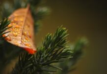 Czy tuje rosną na piasku?