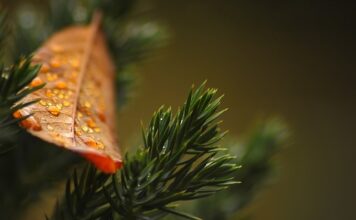 Czy tuje rosną na piasku?