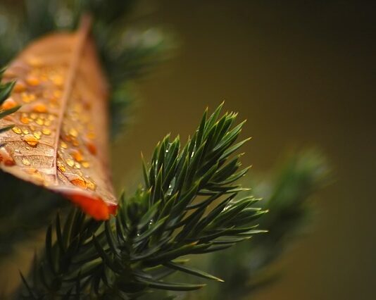 Czy tuje rosną na piasku?