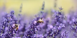 Ile pszczoły mają IQ?