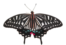 Ile mocy daje usunięcie DPF?