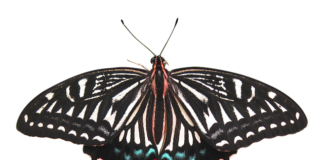 Ile mocy daje usunięcie DPF?