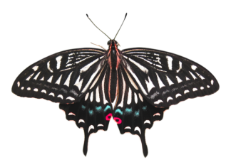 Ile mocy daje usunięcie DPF?