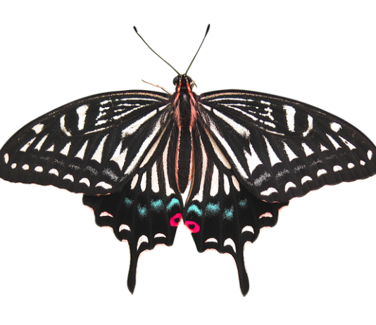 Ile mocy daje usunięcie DPF? Ile mocy daje usunięcie DPF?