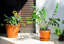 Czy zamioculcas lubi fusy z kawy?