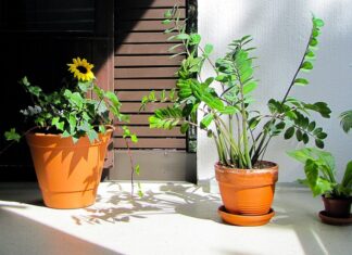 Czy zamioculcas lubi fusy z kawy? Czy zamioculcas lubi fusy z kawy?