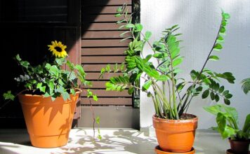 Czy zamioculcas lubi fusy z kawy? Czy zamioculcas lubi fusy z kawy?