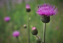 Ile trzeba wypełnienia do poduszki?