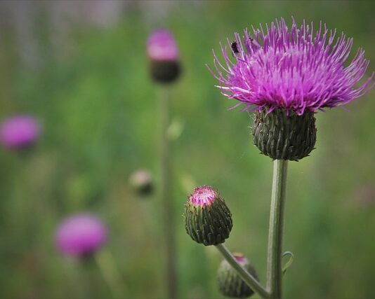 Ile trzeba wypełnienia do poduszki?