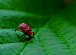 Jak działa resor piórowy?
