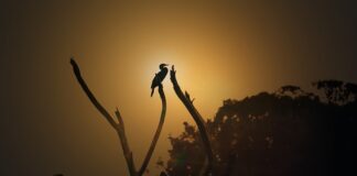 Ile kosztuje godzina pracy piła motorowa?