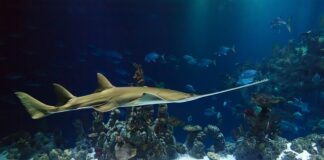 Jak ciąć prosto piła ręczna?