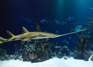 Jak ciąć prosto piła ręczna?