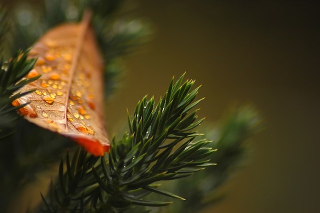 W jakiej odległości od płotu sadzić tuje? W jakiej odległości od płotu sadzić tuje?