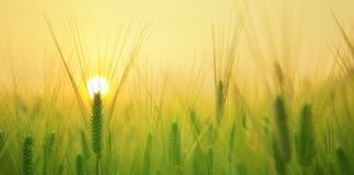 Jaki pług do traktorka kosiarki?