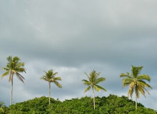 Co posadzić w skrzynce na balkonie? Co posadzić w skrzynce na balkonie?