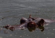 Co daje moczenie drewna w wodzie z sodą?