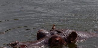 Co daje moczenie drewna w wodzie z sodą?