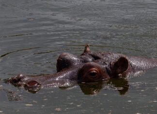 Co daje moczenie drewna w wodzie z sodą?