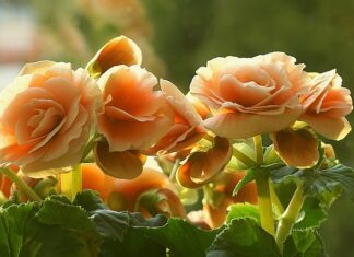 Czy Ukośnica do drewna można ciąć metal?