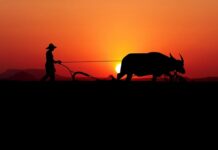 Ile kosztuje pług 2 skibowy?