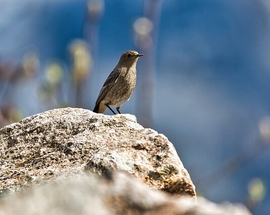 Jak usunąć pleśń z poduszek ogrodowych?