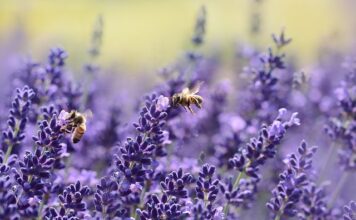 Ile czosnku dla pszczół?