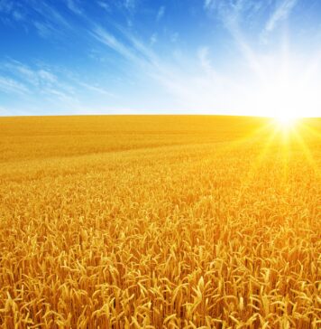 Życica trwała w zbożach