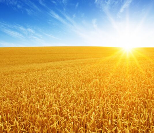 Życica trwała w zbożach